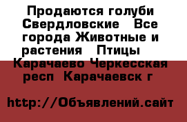 Продаются голуби Свердловские - Все города Животные и растения » Птицы   . Карачаево-Черкесская респ.,Карачаевск г.